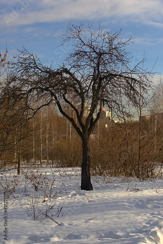 a tree with a fancy shape in a park area