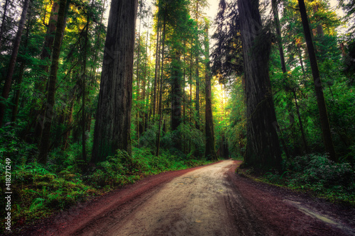Road through the Redwoods, Redwoods National and State Parks, California