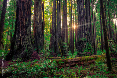 Sunrise in the Redwoods  Redwoods National and State Parks  California