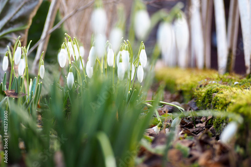 bush of snowdrops in the garden on a sunny day side view