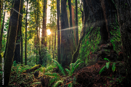 Giants of the Redwoods, Redwoods National and State Parks, California