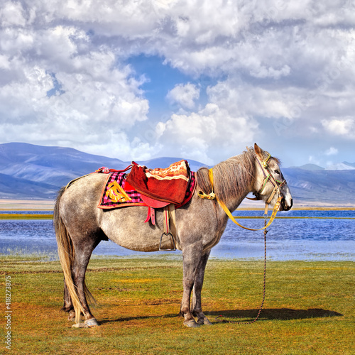 Tibetan Horse at 3200 meter altitude Qinghai Lake, Qinghai province, China