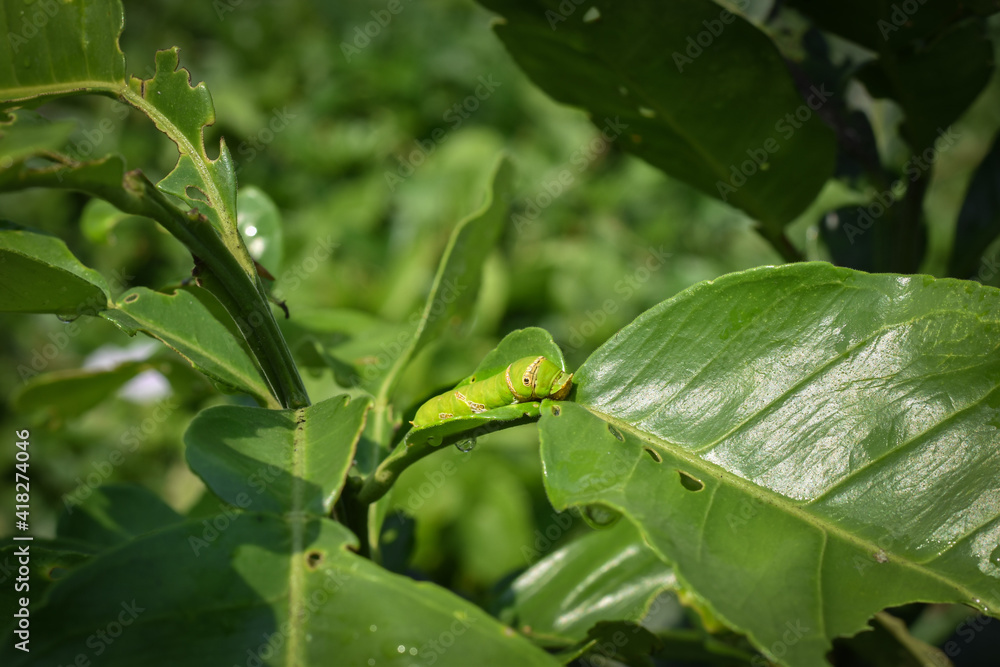 photo of green worm on the green leaf photo of green worm on the green leaf