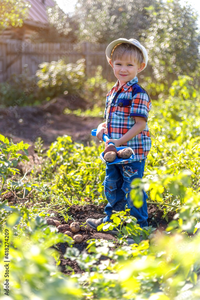 a small child in the garden digs potatoes a small child in the garden digs potatoes