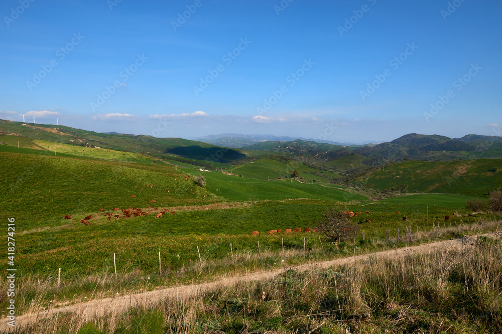 cows grazing in the green fields of Sicily in sunny spring