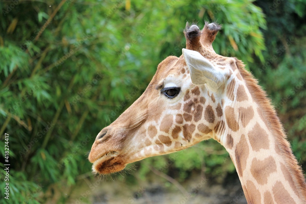 Portrait of a giraffe Portrait of a giraffe