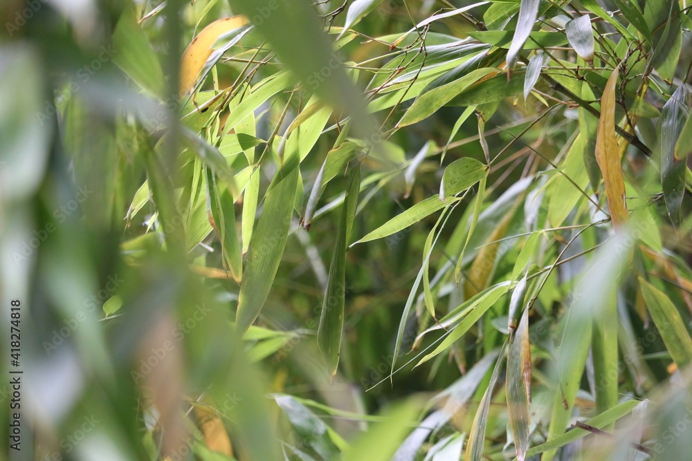 Naklejka premium Green grass background