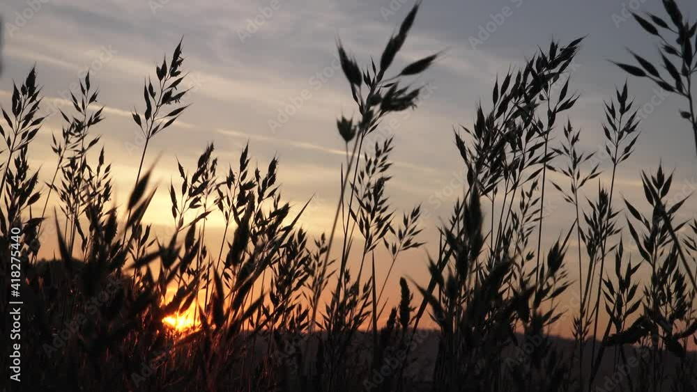 sunset in the field sunset in the field