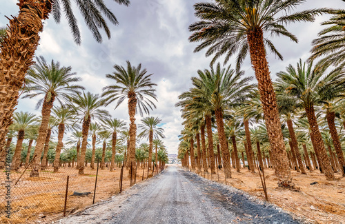 Plantation of date palms for healthy food production, image depicts agriculture industry in the Middle East. 