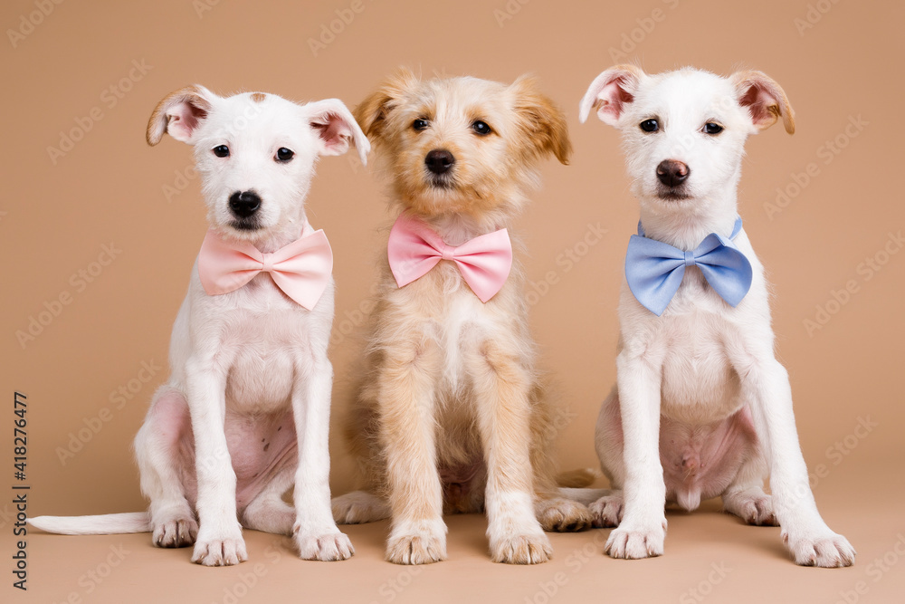 pupies pupies