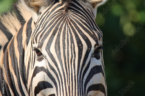 Kruger National Park  close up of a zebra face