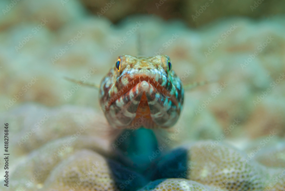 Lizard fish waiting for its prey on the ground Lizard fish waiting for its prey on the ground