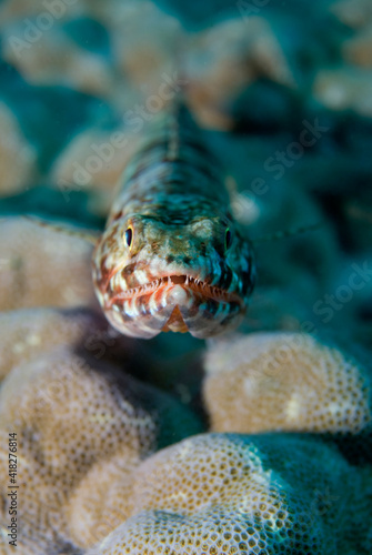 Lizard fish waiting for its prey on the ground