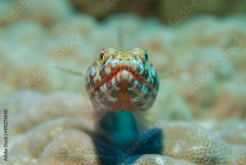 Lizard fish waiting for its prey on the ground photo