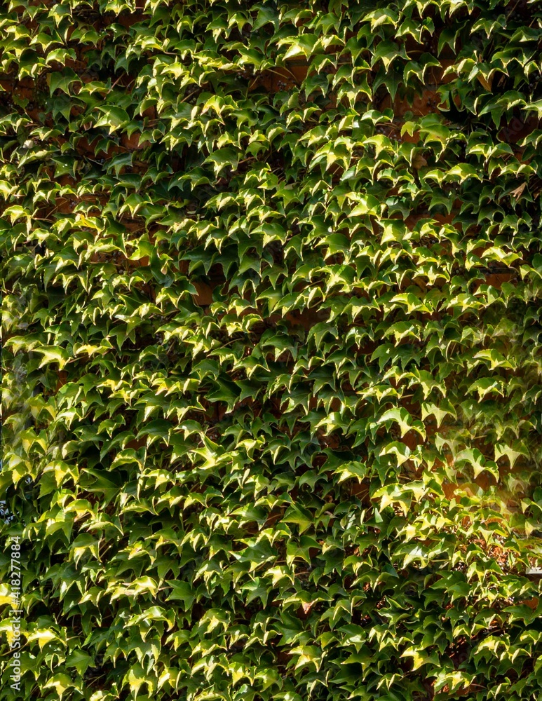 Parthenocissus tricuspidata, Vitaceae, Boston ivy, grape ivy, Japanese