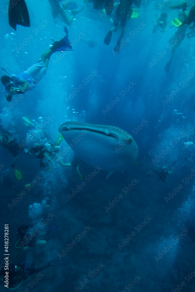 Fototapeta premium Group of people snorkeling with whale shark. Maldives