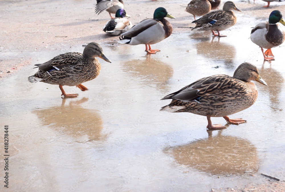ducks in the water ducks in the water