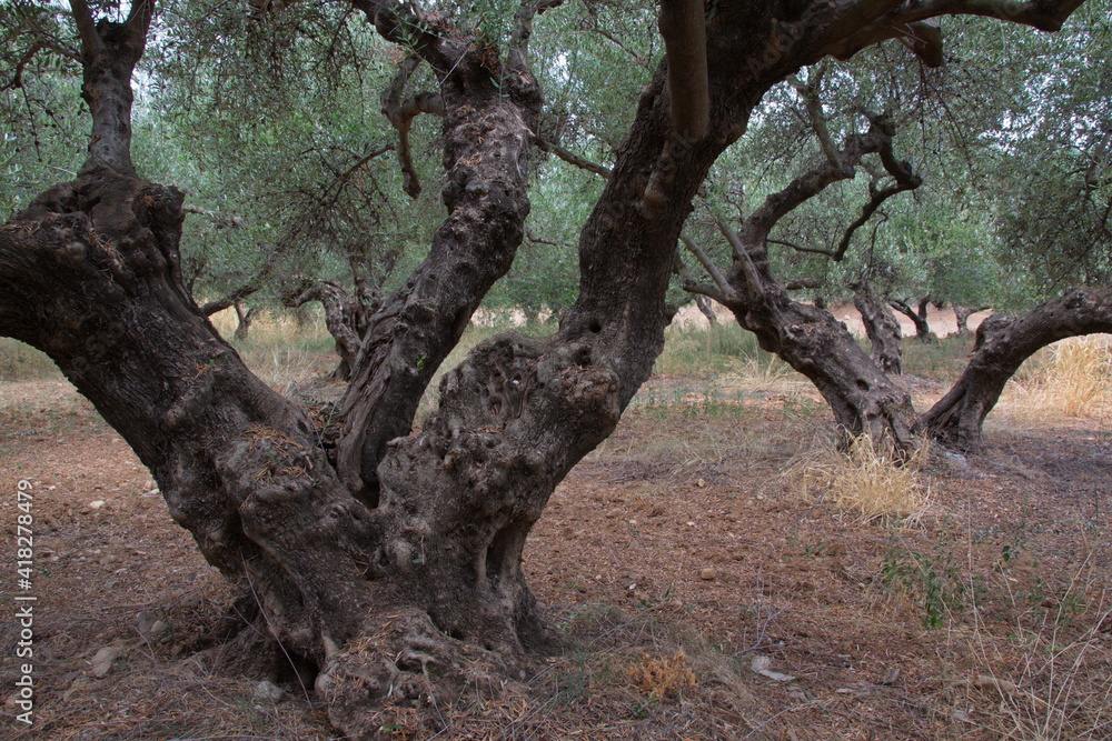 Olive trees on Crete in Greece, Europe
Olive trees on Crete in Greece, Europe