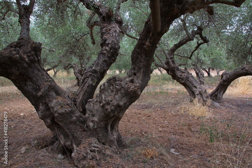 Olive trees on Crete in Greece  Europe 