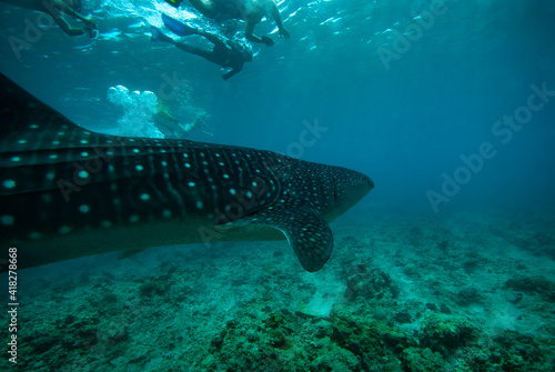 Group of people snorkeling with whale shark. Maldives