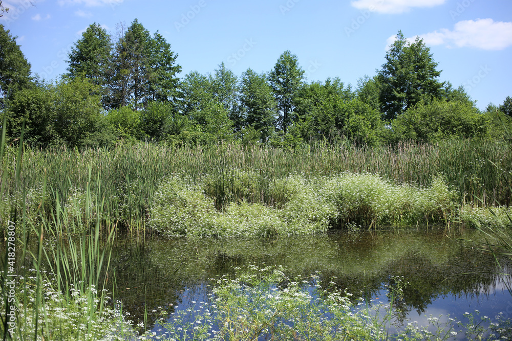 Blooming aquatic plants parasites around the river on a warm summer day. Blooming aquatic plants parasites around the river on a warm summer day.