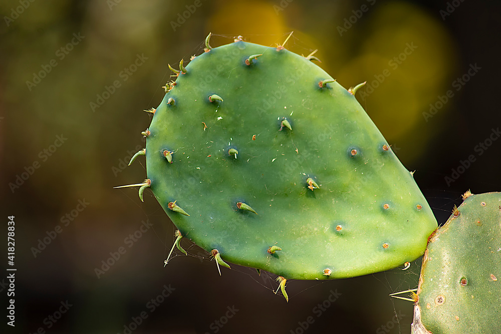 Cactus on blured background. Close up. Cactus on blured background. Close up.
