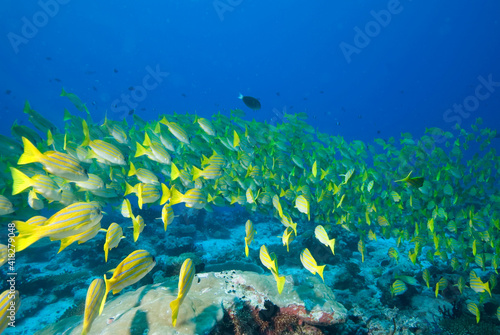 Coral reefs and shoals of fish in the Maldives.
