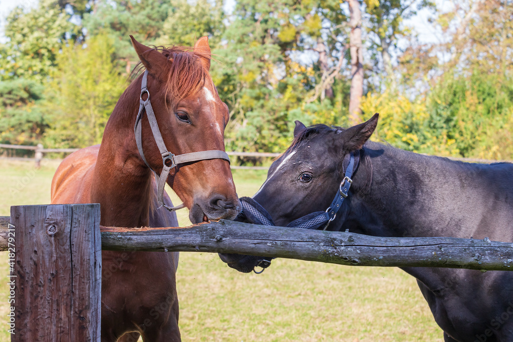 Obraz premium The head of a brown and black horse. Horses stand by a wooden fence.