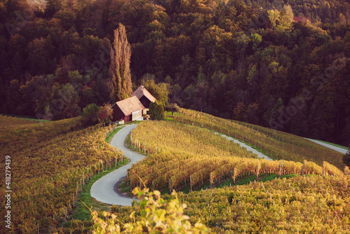 Heart shaped wine road in Slovenia photo