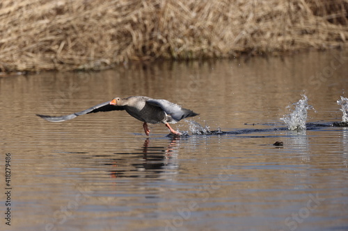 greylag goose (Anser anser) flying low above lake Federsee in Bad Buchau, Germany photo