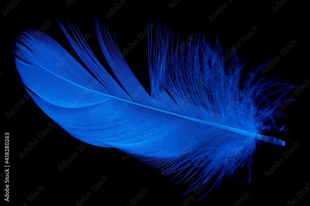 blue duck feather on black isolated background
