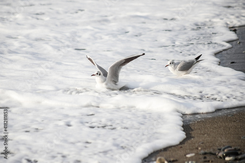 Seagull walks on the sea shore at evening time.