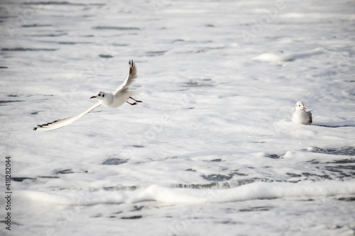 Seagull walks on the sea shore at evening time.