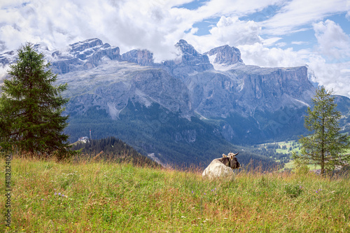 A young gray cow in a pasture admires the panorama of the Italian Alps