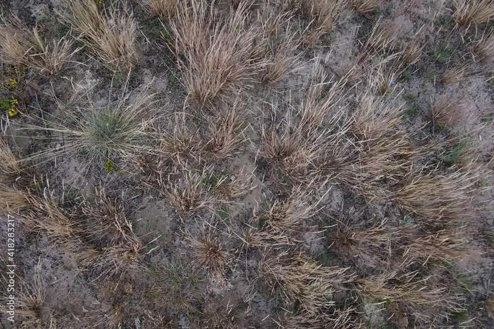 grass in the wind grass in the wind