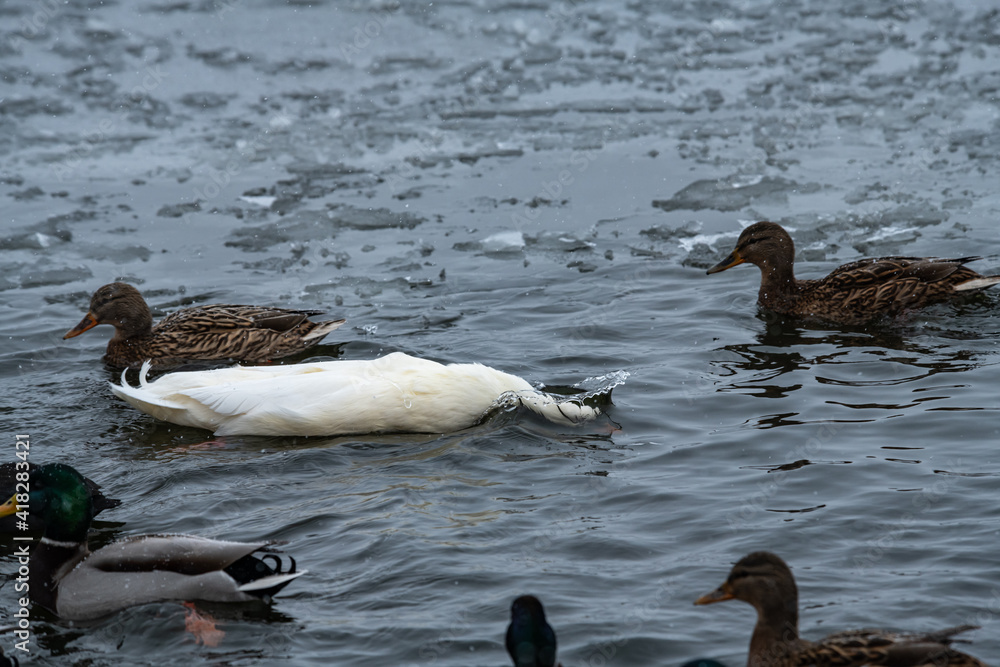 Fototapeta premium Nice wild white duck mallard with rare genetic color mutation in swarm of wild ducks at winter lake
