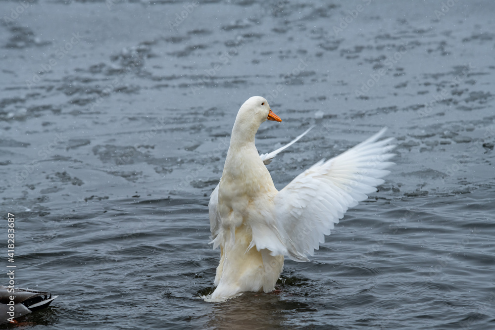 Nice wild white duck mallard with rare genetic color mutation in swarm of wild ducks at winter lake Nice wild white duck mallard with rare genetic color mutation in swarm of wild ducks at winter lake