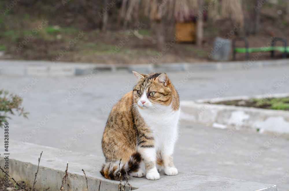 A ginger street cat sits by the sea. The yard cat is sitting on the fence. March cat. An abandoned pet in the spring. A ginger street cat sits by the sea. The yard cat is sitting on the fence. March cat. An abandoned pet in the spring.