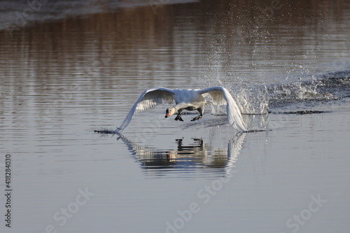 A mute swan (Cygnus olor) flying low above lake Federsee in Bad Buchau, Germany