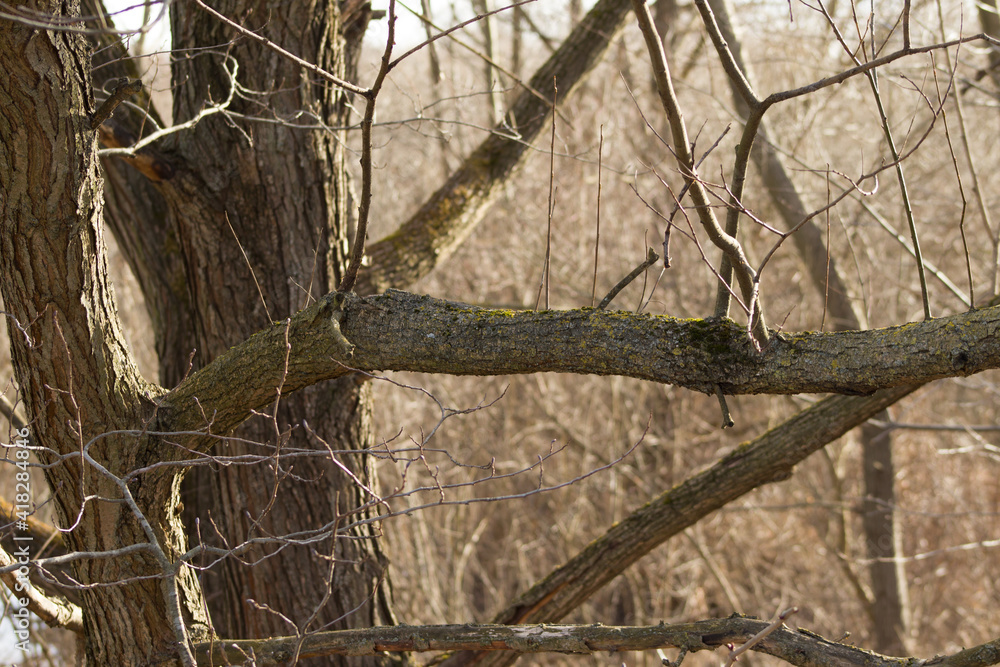 Obraz premium tree in anticipation of spring