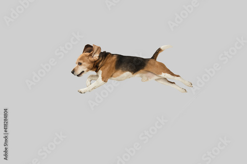 Funny happy beagle dog jumping isolated over grey background. photo