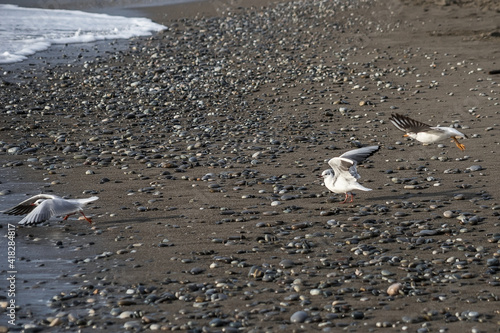 Seagull walks on the sea shore at evening time.