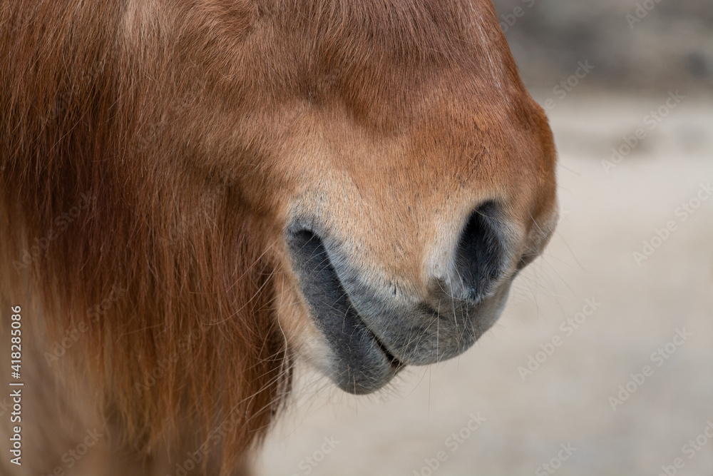 Fototapeta premium Pferd / Pony (Maul)