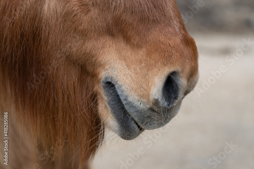 Pferd / Pony (Maul) © Petra Fischer
