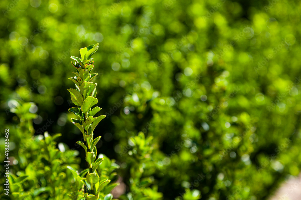 Green hedge close-up. Natural background. Green hedge close-up. Natural background.