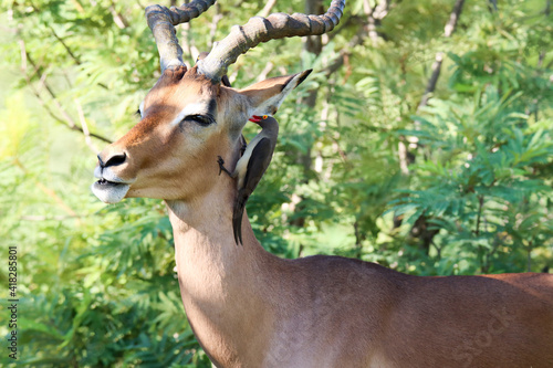 Kruger National Park: Impala ram attended by oxpeckers