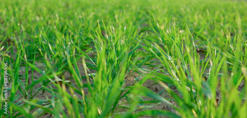 Green juicy sprouts of winter cereals close-up in the rays of the setting sun. Cereals in an agricultural field.