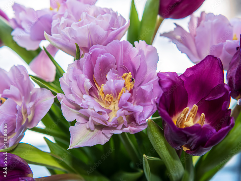Obraz premium Bouquet of lilac tulips. Close-up. Macro.