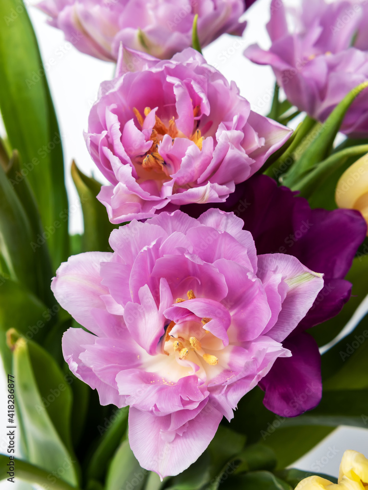 Obraz premium Bouquet of lilac tulips. Close-up. Macro.