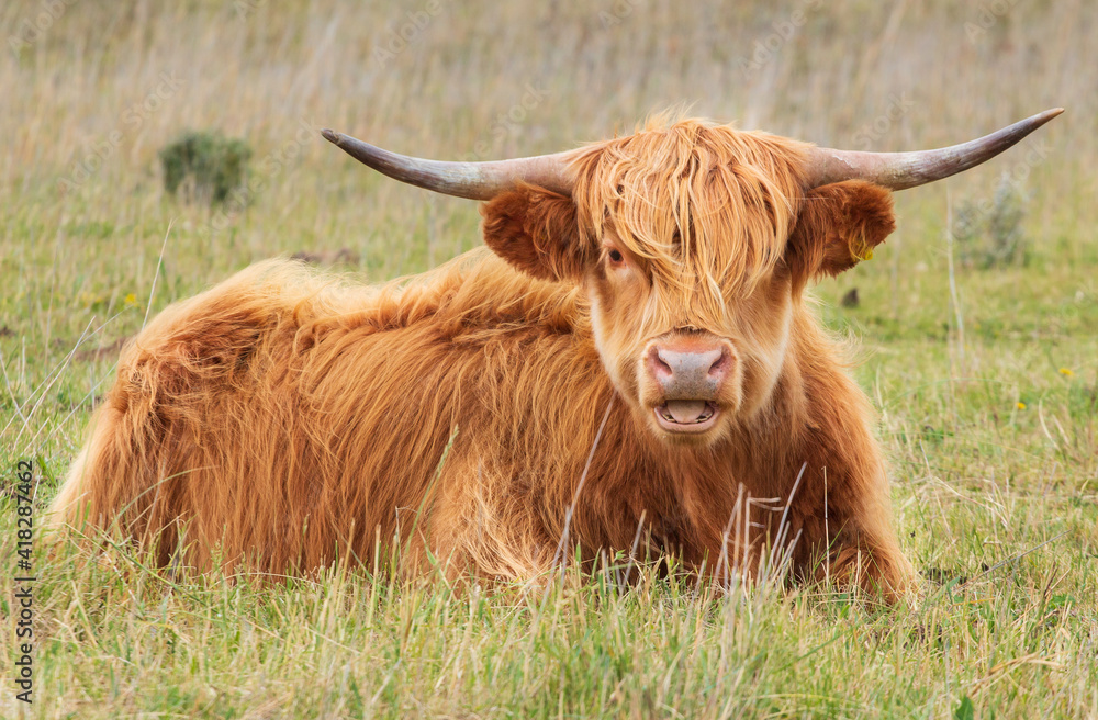 highland cow with horns highland cow with horns